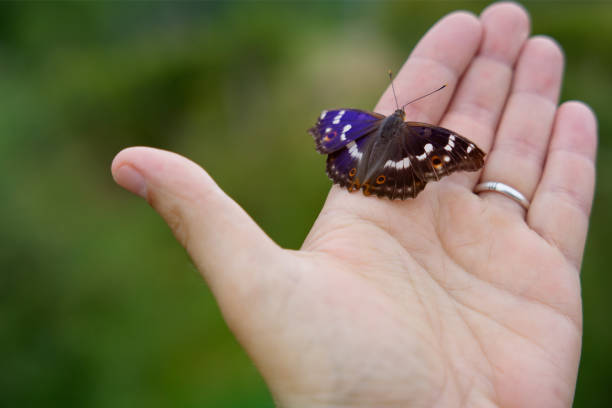 istock A pretty blue and purple butterfly on a hand with a ring 2149841371