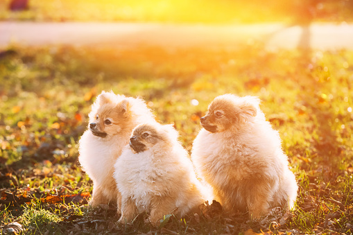 Three Young Red Puppy Pomeranian Spitz Puppy Dogs Sitting Outdoor In Autumn Grass. Sunlit Pets. Sun-drenched Puppy Dogs View. Pets Friendship Concept.