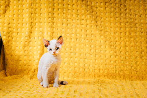 Happy Funny Small Little White Devon Rex Kitten Kitty Posing On Yellow Plaid Background. Short-haired Cat Of English Breed. Shorthair Pet Cat. Kitten Age 2 Months.