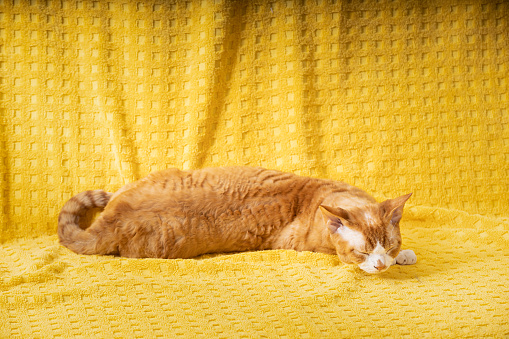 Young Red Ginger Devon Rex Cat Sleeping On Plaid. Short-haired Cat Of English Breed On Yellow Plaid Background. Shorthair Pet.