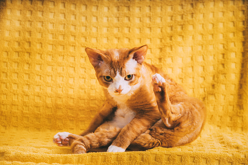 Red Ginger Devon Rex Cat. Short-haired Cat Of English Breed On Yellow Plaid Background. Shorthair Pet Washing Paws.