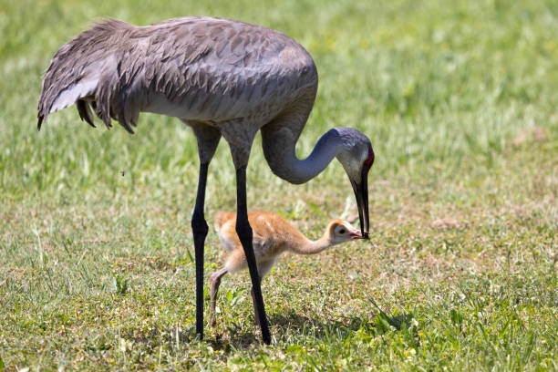 istock Sandhill Crane Feeding Newborn 2149841637