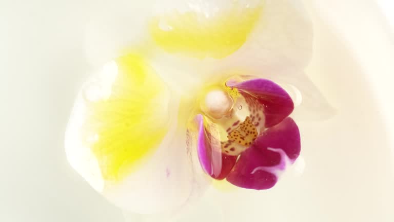 Macro shot of white and pink orchid in water and essential oil, rotate, top view.  Cosmetics background, close up