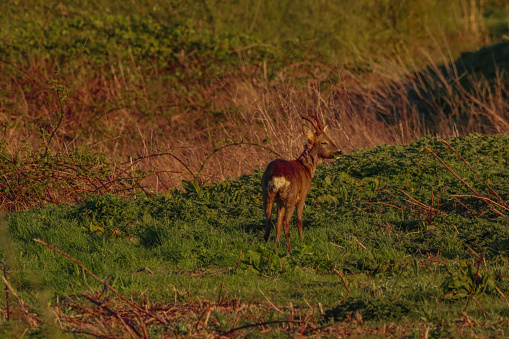 A Roe Deer grazing in the countryside at sunset