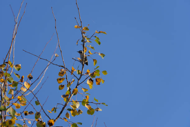 Spotted woodpecker from behind on a tree against a blue sky.