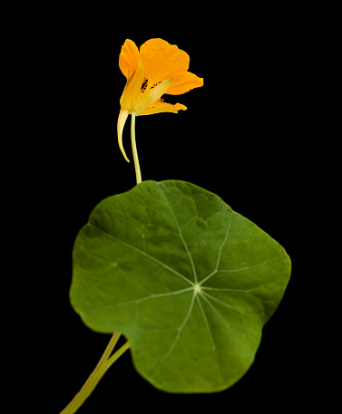 Flora of Gran Canaria -  Tropaeolum majus, the garden nasturtium, introduced and invasive plant, edible, isolated on black