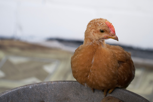 A small fledgling chicken is sitting. Chicken portrait.