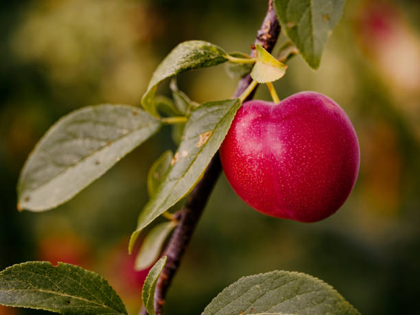 istock Green leaves surround a single, ripe red plum on a tree. 2149844234