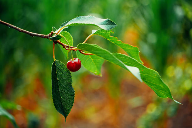 Bright red cherry dangles from its branch amidst a backdrop of soft focus greenery.