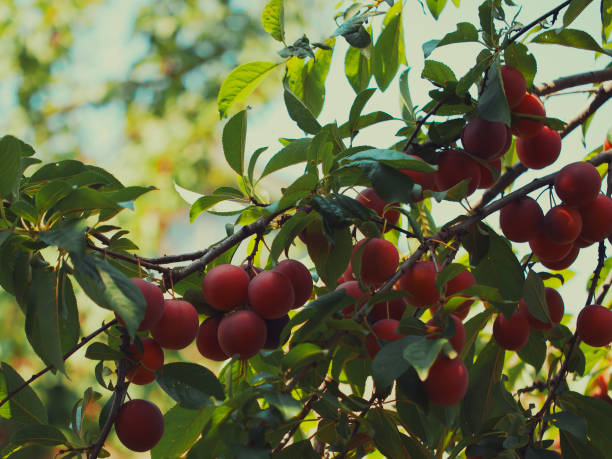 istock A branch with ripe cherry plum berries. Fruit on a branch. 2149844266