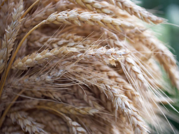 istock Wheat spikelets, a close-up picture. Ripe wheat ears. 2149844328