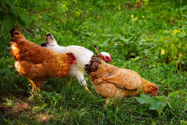 istock A white and brown chicken stand amidst greenery, near a brick wall. The image is bright and natural, suitable for farming or poultry content. 2149844413