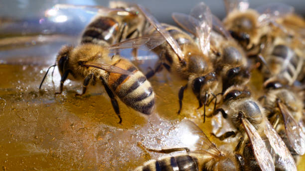istock A close-up of a bee on a honey pot in an apiary with a macro frame. 2149844452