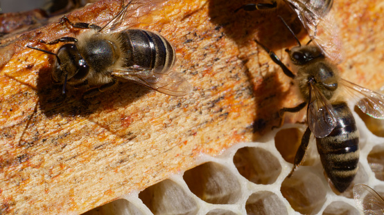 Bees fill the cells in a hive