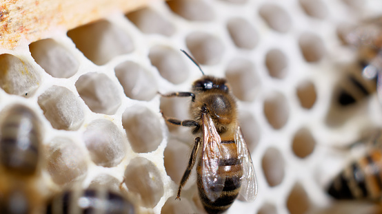 Close-up of a bee in the apiary's honeycomb with a macro frame.