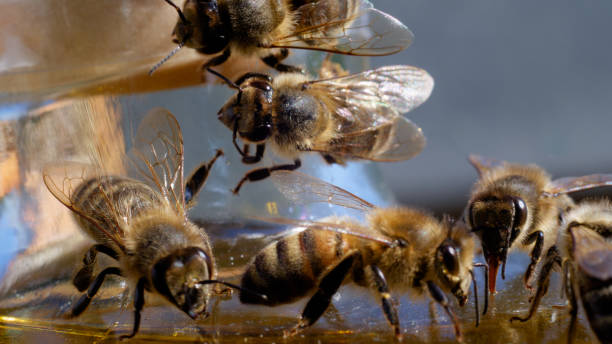 istock A few honeybees on a honeypot 2149844486