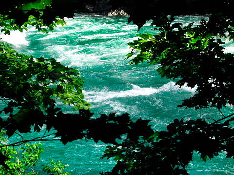 Niagara river close-up, leaves outlined, forest landscape, rapids in the background. Ontario, Canada