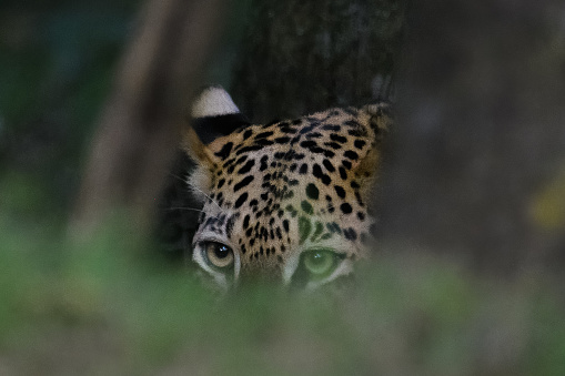 Through the foliage, the penetrating gaze of a leopard in hiding captures the allure of the wilderness.