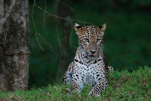 A leopard sits alert and watchful as the evening descends, its spotted coat a blend of beauty and stealth in the dimming light.