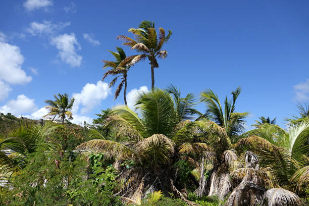 a tropical scene of Caribbean palm trees against a blue sky