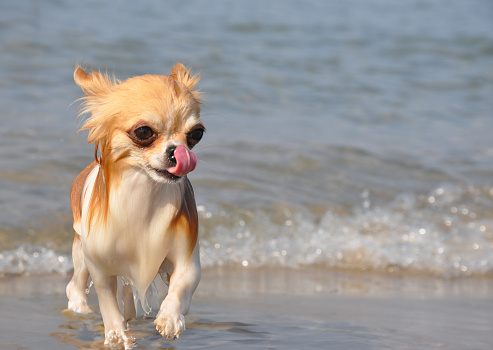 chihuahua swimming in the sea in september