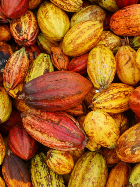 istock Cocoa beans and Cocoa farm 2149846428