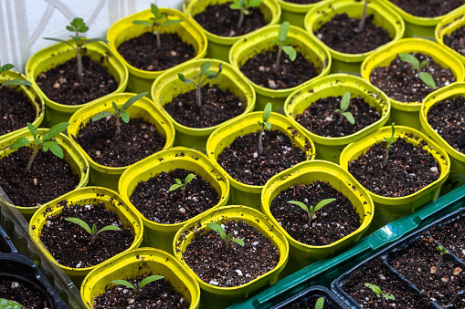 Seedling sprouts grow in yellow plastic pots, close up photo with selective focus