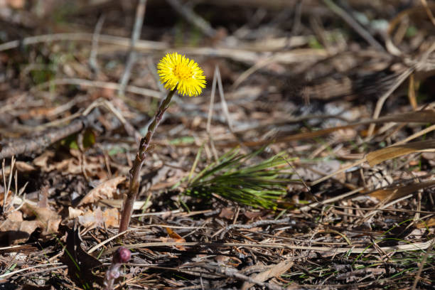istock Yellow flower macro photo with soft selective focus. Tussilago farfara 2149847123