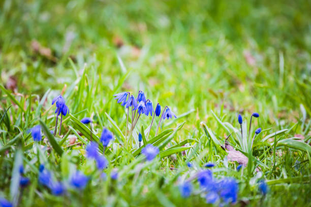 Wild blue spring flowers. Macro photo with selective focus. Scilla sibirica