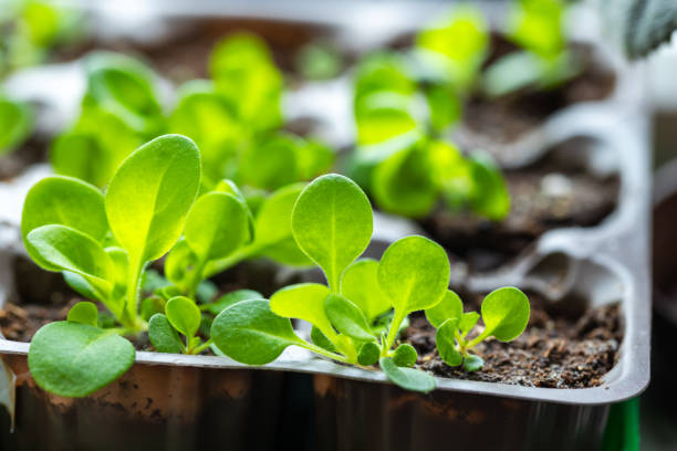 istock Green seedlings are in plastic pot, close up 2149847143