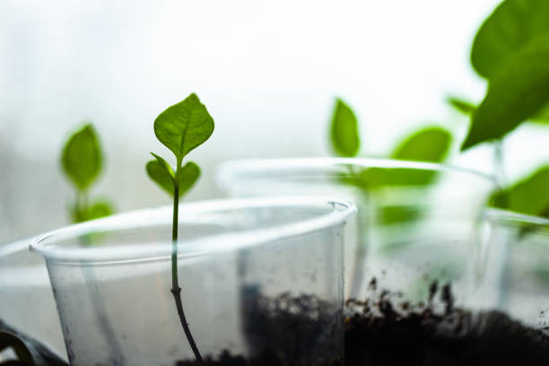 Small green seedlings grow in plastic cups on a windowsill, close up photo. Indoor farming
