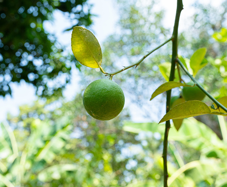 Lemon and lime trees bearing ripe fruit with green leaves in a natural garden setting