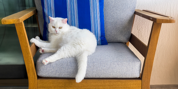 Portrait of a beautiful white Turkish angora cat with green eyes posing in different positions, sitting, lying on a blue striped sofa at home. Fluffy animal theme background with copy space, close-up. Pet looking at camera, side view.