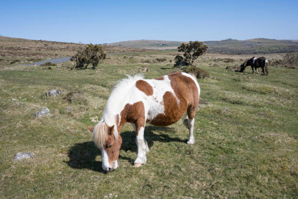 Pony feeding on coarse grass and bracken on Plumstone Mountain in Pembrokeshire, Wales in Winter.