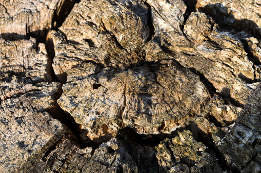Surface of an old stump.