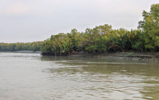 istock Beautiful sundarbans national park. 2149849265