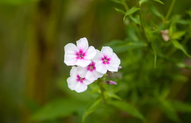 Phlox flowers close up.