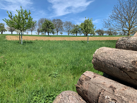 A woodpile in the foreground outdoors on a green lawn in spring in Germany. Against the background are fruit trees in bloom and blue sky. Horizontal photo