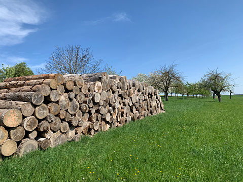An open-air woodpile on a green lawn in spring in Germany. Against the background are fruit trees in bloom and blue sky. Horizontal photo. Side view