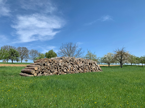 An open-air woodpile on a green lawn in spring in Germany. Against the background are fruit trees in bloom and blue sky. Horizontal photo.
