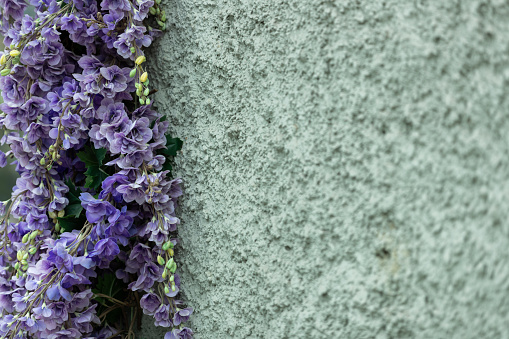 Wisteria blooms against a concrete wall, contrasting nature and urban environment.