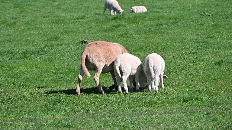 Ewe and Four Lambs