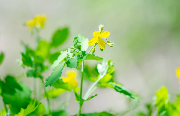 celandine flowers in a meadow in spring