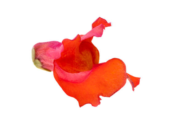 istock Antirrhinum flowers isolated 2149851045