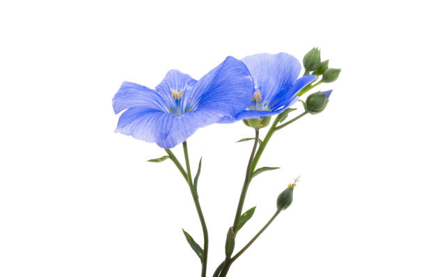 istock blue flax flowers isolated 2149851448