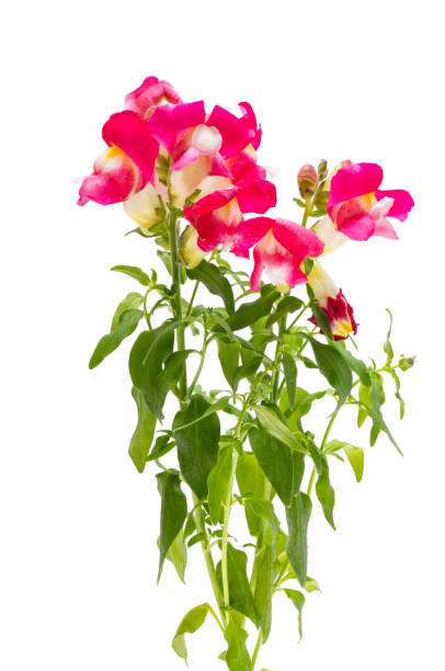 istock Antirrhinum flowers isolated 2149851662