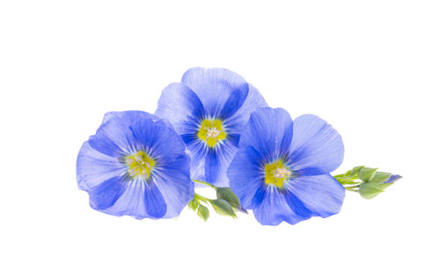 istock blue flax flowers isolated 2149851979
