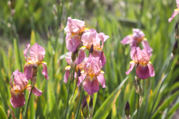 Beautiful cultivated flowers.