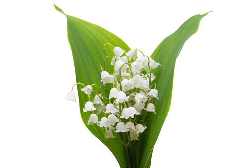 bouquet of lilies of the valley isolated on white background