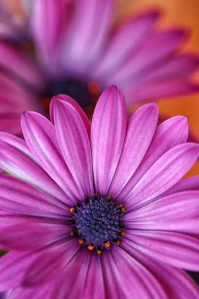 Amazing view of purple daisies. Shallow depth of field